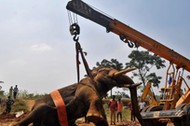 Forest officials lift an injured Asiatic elephant with the help of a crane to relocate it to a tempo