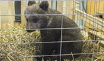 Niedźwiedzica Cisna zamieszkała w poznańskim Zoo