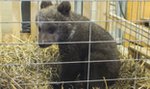 Niedźwiedzica Cisna zamieszkała w poznańskim Zoo