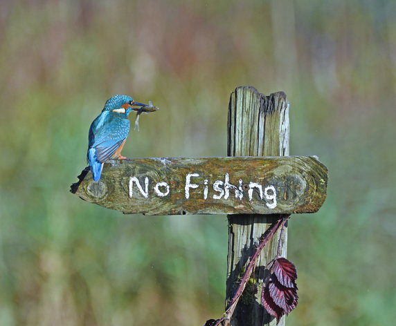 Sally Lloyd Jones "It's a Mocking Bird" (Żartowniś)