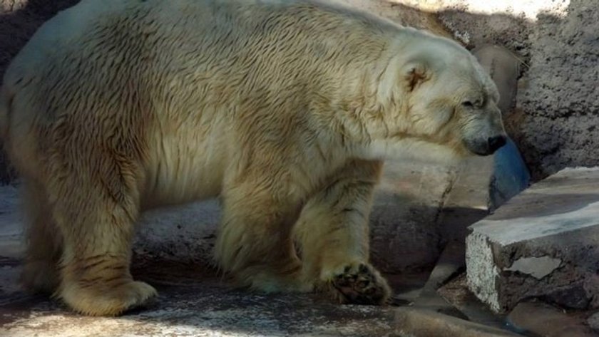 Arturo: niedźwiedź polarny z depresją