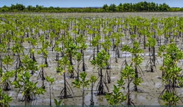Mangrove