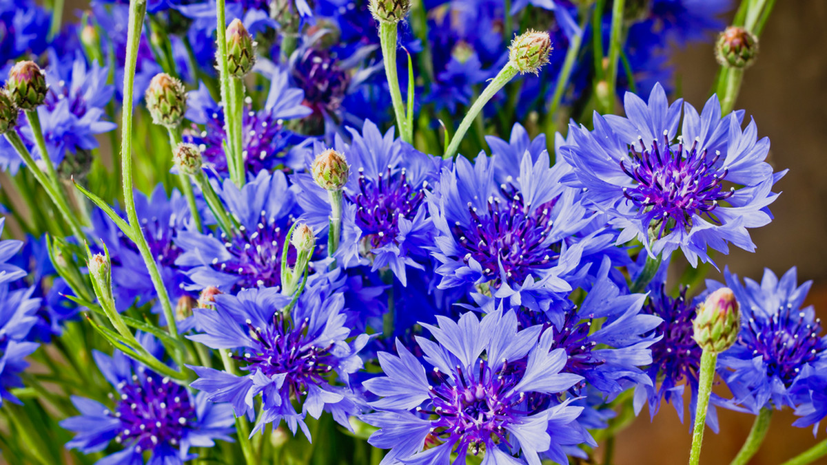 <strong>Bratek, bławatek i chaber ogrodowy </strong>są to rośliny z rodziny astrowatych (<em>Asteraceae</em>). Jego pełna nazwa łacińska to <em>Centaurea cyanus</em>. Ta roślina charakteryzuje się pięknymi błękitnymi, białymi, różowymi oraz czerwonymi kwiatami. Jednak najbardziej powszechna oraz rozpoznawalna jest barwa błękitno-niebieska. Roślina osiąga wysokość ok. 30 do 40 cm. Istnieją jednak odmiany <strong>bławatka </strong>dorastające do wysokości ok. 90 cm. Owoc <strong>bławatka </strong>nazywa się <strong>niełupek. Chaber bławatek, </strong>mimo swego delikatnego wyglądu jest rośliną łatwą w uprawie oraz bardzo odporną na warunki atmosferyczne występujące w Polsce. Kwitnie dwa razy w roku, w maju oraz w sierpniu. <strong>Bławatek </strong>lubi miejsca nasłonecznione i nie wymaga żyznej gleby. Bardzo chętnie rośnie w glebie ubogiej w wapń. Dlatego też często występuje w stanie dzikim na łąkach, ugorach czy nawet na polach uprawnych w towarzystwie zbóż. Sąsiedztwo innych roślin mu nie przeszkadza i łatwo możemy go znaleźć wśród maków polnych czy łopianu. 