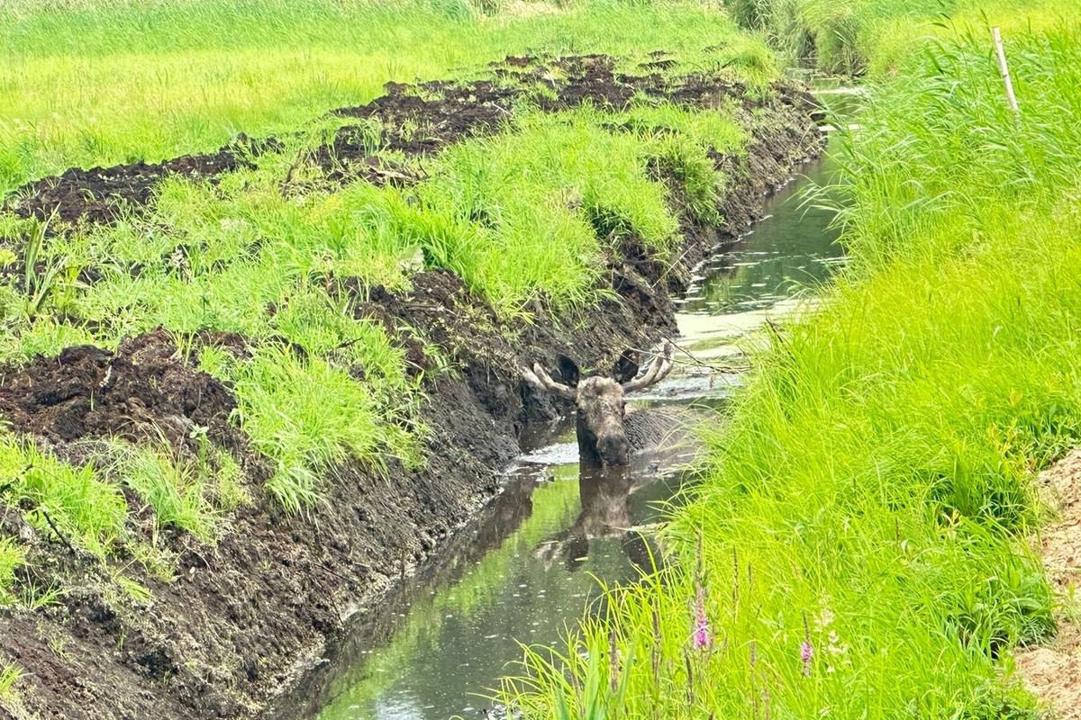 Łoś utknął w rowie