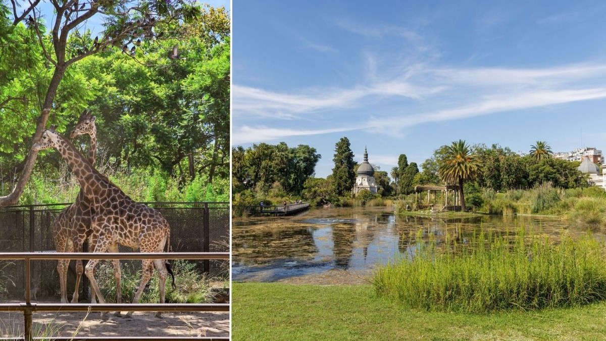 O fostă grădină zoologică a fost transformată în sanctuar unde animalele se plimbă libere și vizitatorii le pot hrăni direct din mână: „Am fost bucuroși să vedem girafa”