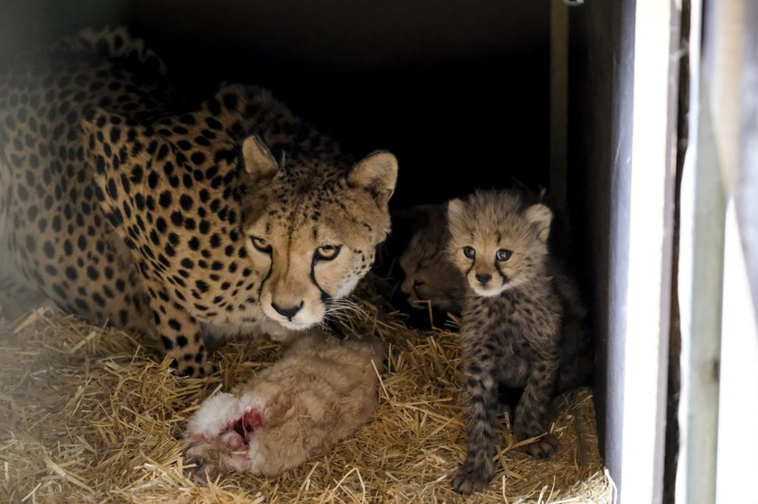 Śląski Ogród Zoologiczny. Narodziny gepardów