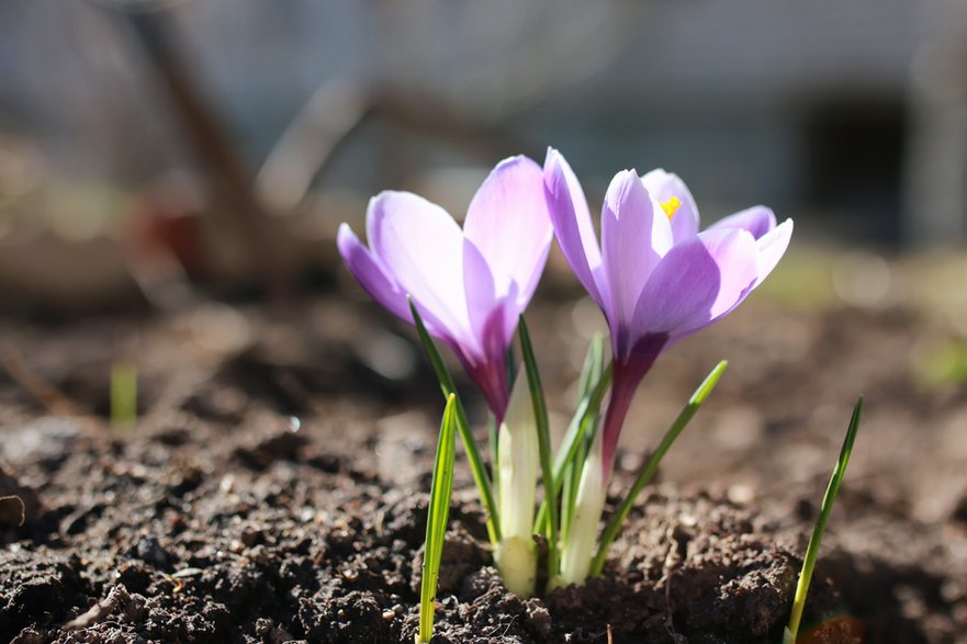 Krokusy wyglądają zjawiskowo - alexkich/stock.adobe.com