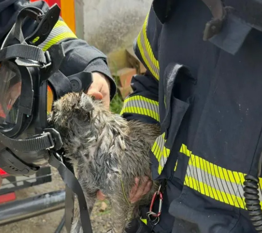 vatrogasci spasili psa u požaru u Novom Sadu