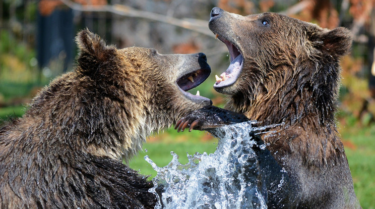 Brutális harcot vívott egymással két grizzly medve Alaszkában / Illusztráció / Fotó: Pixabay