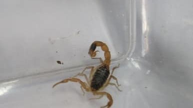 Znaleziony skorpion