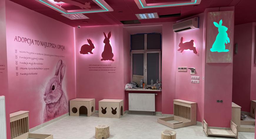 Bunny Cafe, w Krakowie powstała pierwsza królicza kawiarnia