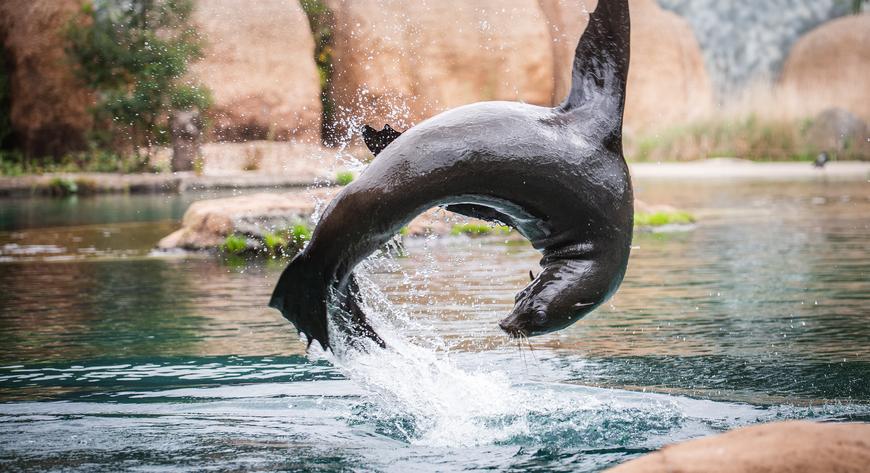 Dzięki Nasz Wrocław MAX otrzymasz darmowy bilet wstępu do ZOO i 50 proc. zniżki na zakup rocznej karty.