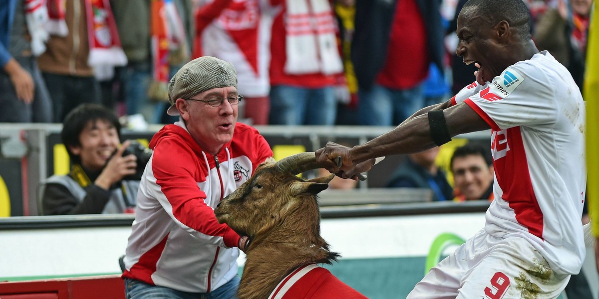 Anthony Ujah świętował bramkę z kozą! Obrońcy zwierząt wściekli!