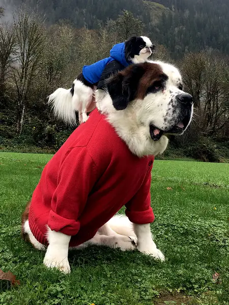 giant-saint-bernard-carries-tiny-dog-blizzard-lulu-david-mazzarella-28