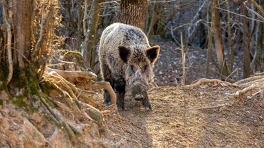 Atak dzika w Trójmieście. 55-letnia kobieta walczy o życie