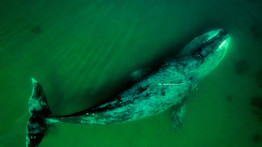Óriási bálnatetem sodródott partra Belgium partjainál
