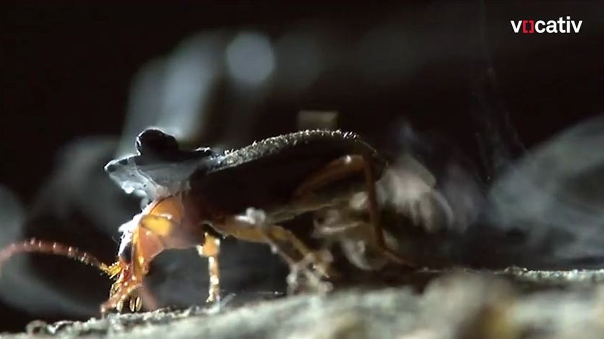 BUBA BOMBARDER Ovaj insekt ima fenomenalan način samoodbrane - Blic