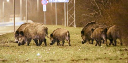 Strzelają do dzików