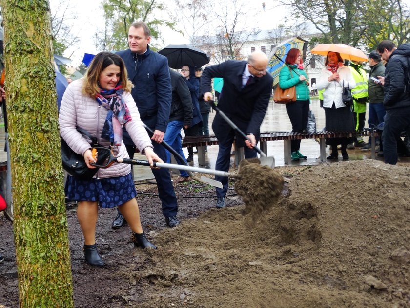 Topola czarna rośnie w miejscu Baobabu