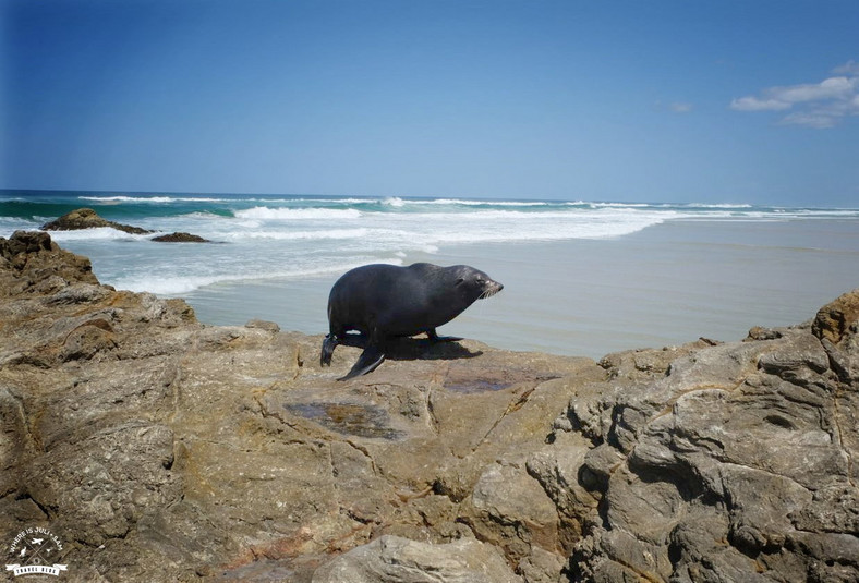 North Stradbroke Island, Australia, fot. whereisjuli.com