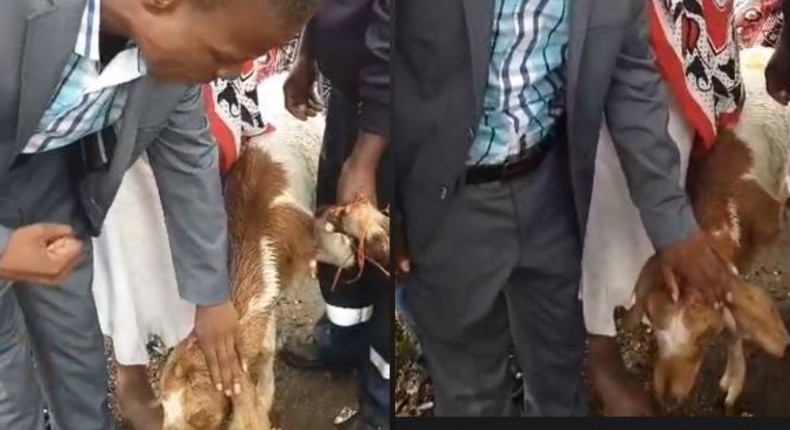 Pastor ‘heals sick’ calf, says the animal’s strong faith saved it (video)