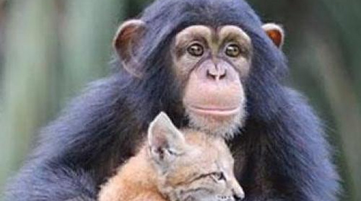 Vadmacska lett a kis csimpánz legjobb barátja