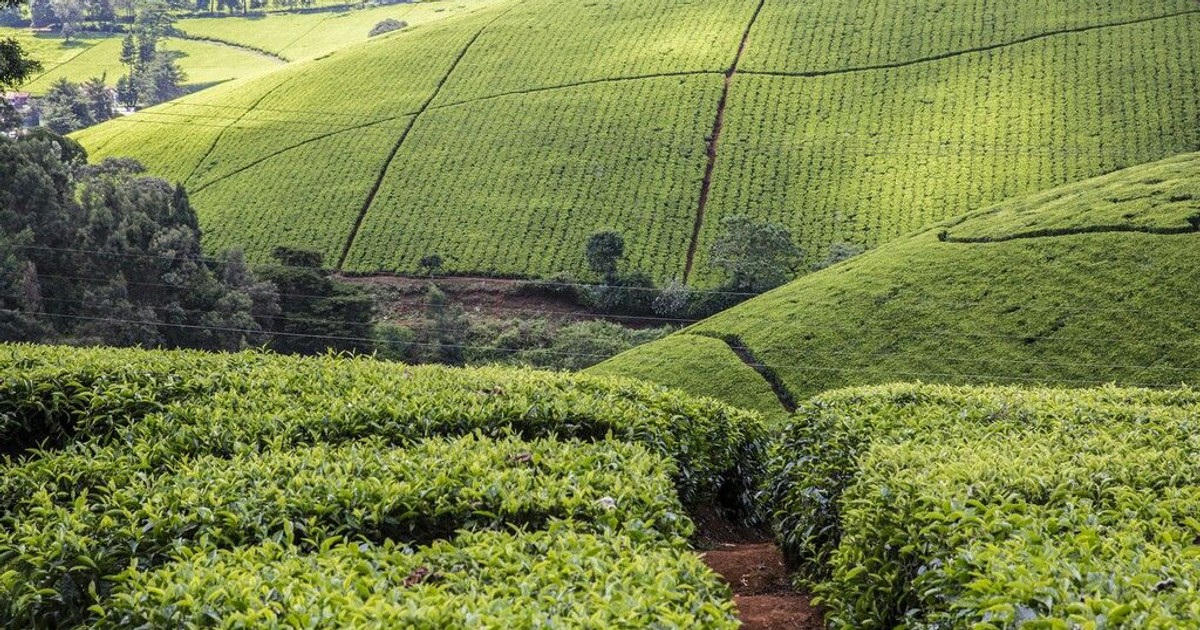 See why Kenya has been losing $2 million per week - Vimarsana News