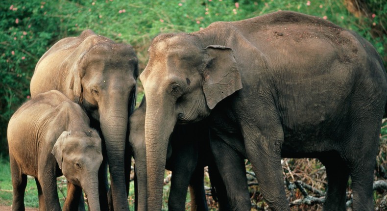 Family of Indian elephants in the wild.