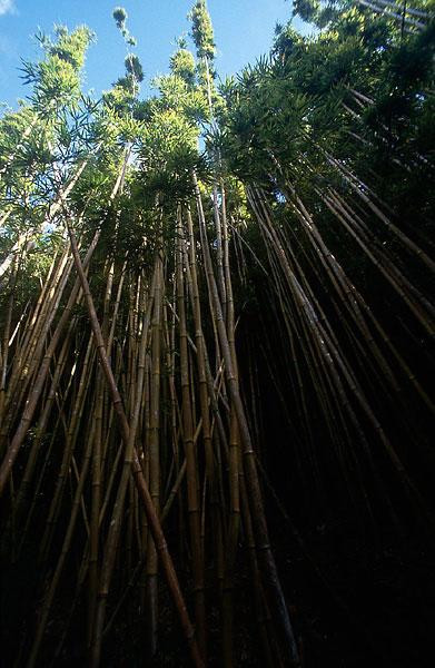 Galeria USA - Hawaje, Maui i Hawaii, obrazek 20