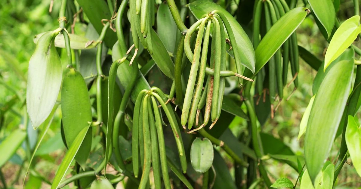 QUIZ Jak rośnie ta roślina? Pytania łatwe tylko pozornie