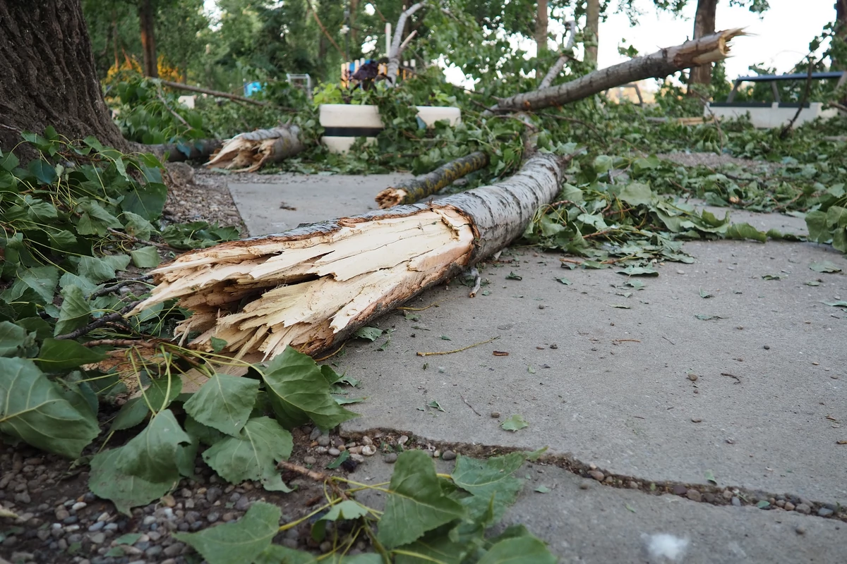  Tragedia podczas wichury. Drzewo przygniotło rowerzystkę