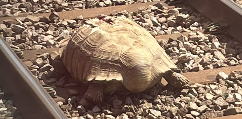 Olbrzymi żółw wstrzymał ruch na kolei. Zwierzę było ranne