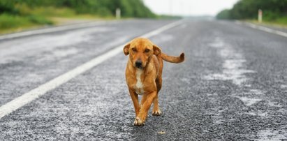 Jak można się tak zachować?! Nie uwierzysz, jak dwie dziewczyny znęcały się nad psem. Teraz spotka je odpowiednia kara?