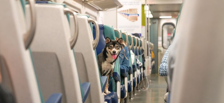 Zaskakująca zmiana w Intercity. W tych pociągach zniknie obowiązkowa rezerwacja
