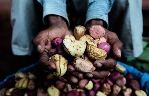 Huit bienfaits de la cola
