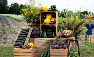 Miejska farma rozwija się i produkuje tony warzyw!