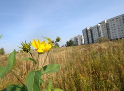 Oto najlepsze grunty w Polsce. Gdzie są te działki?