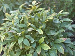 Czy obcinać liście piwonii na zimę? Jesień to dobry moment na nawożenie