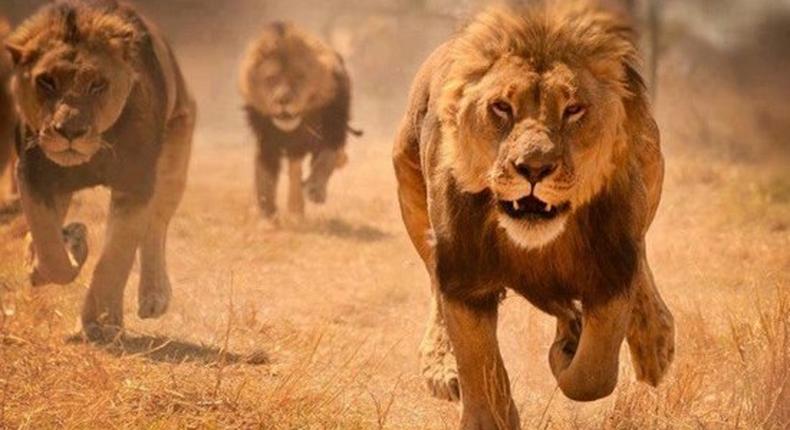 Pastor's buttocks eaten by Lion after he tried to prove the ‘Lord’s power over animals’