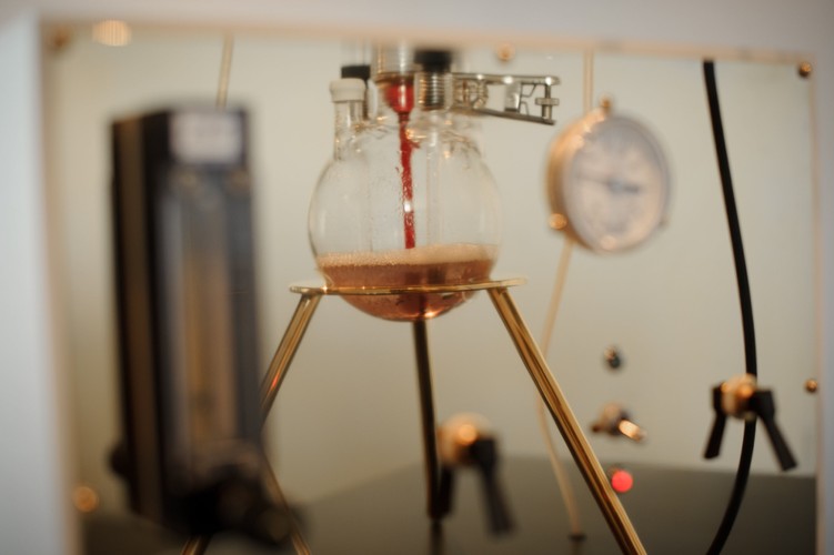 Produkcja złota z wykorzystaniem bakterii Cupriavidus metallidurans