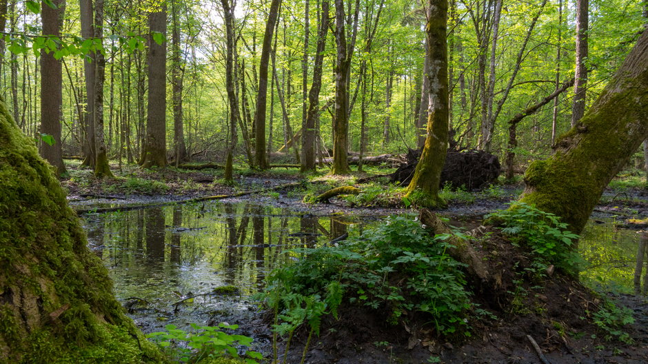 Puszcza Białowieska