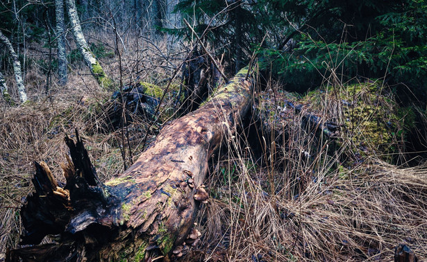 Kolejny spór o Puszczę Białowieską. Leśnicy chca sadzić nowe drzewa. Ekolodzy: Las odrodzi się sam