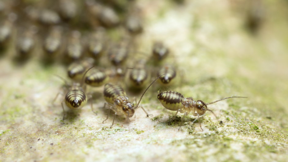 Psotniki zakamarniki to bardzo małe insekty, które żerują w miejscach wilgotnych - Henrik Larsson/stock.adobe.com