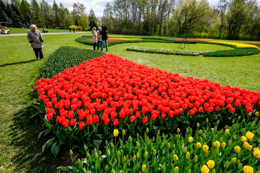 Wystawa tulipanów w Botaniku