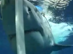 Egipski kurort zamyka plaże po ataku rekina