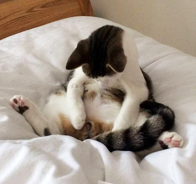 Megőrül a net az ivartalanítása után felocsúdó macska sikításától (fotó) -  Blikk Rúzs
