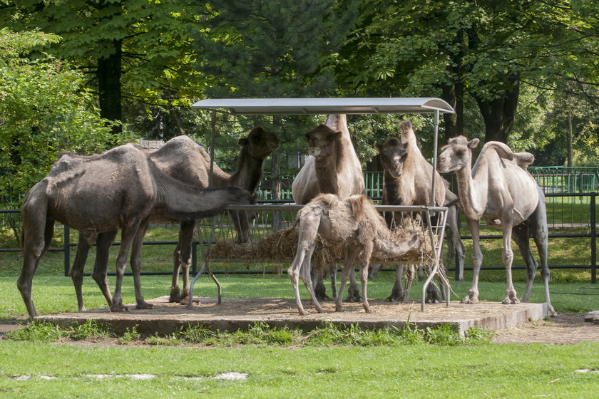 Sjesta w śląskim zoo