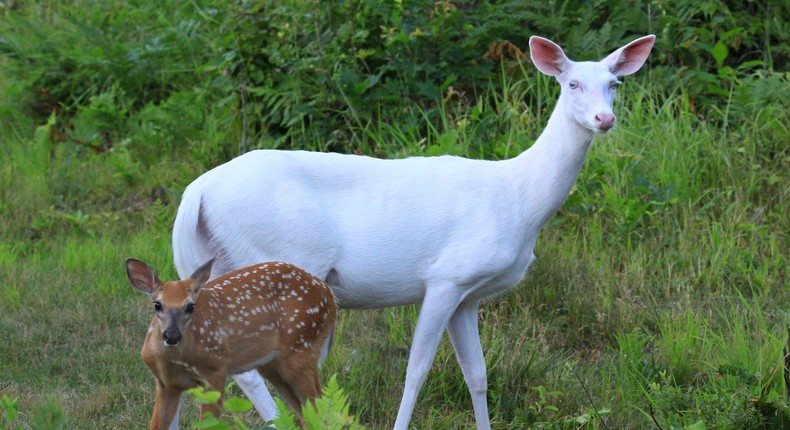 Albino deer blue eyes keeps her watchful eyes on her baby fawn at all times to make sure nothing happens to him.Michael Crowley/Getty Images