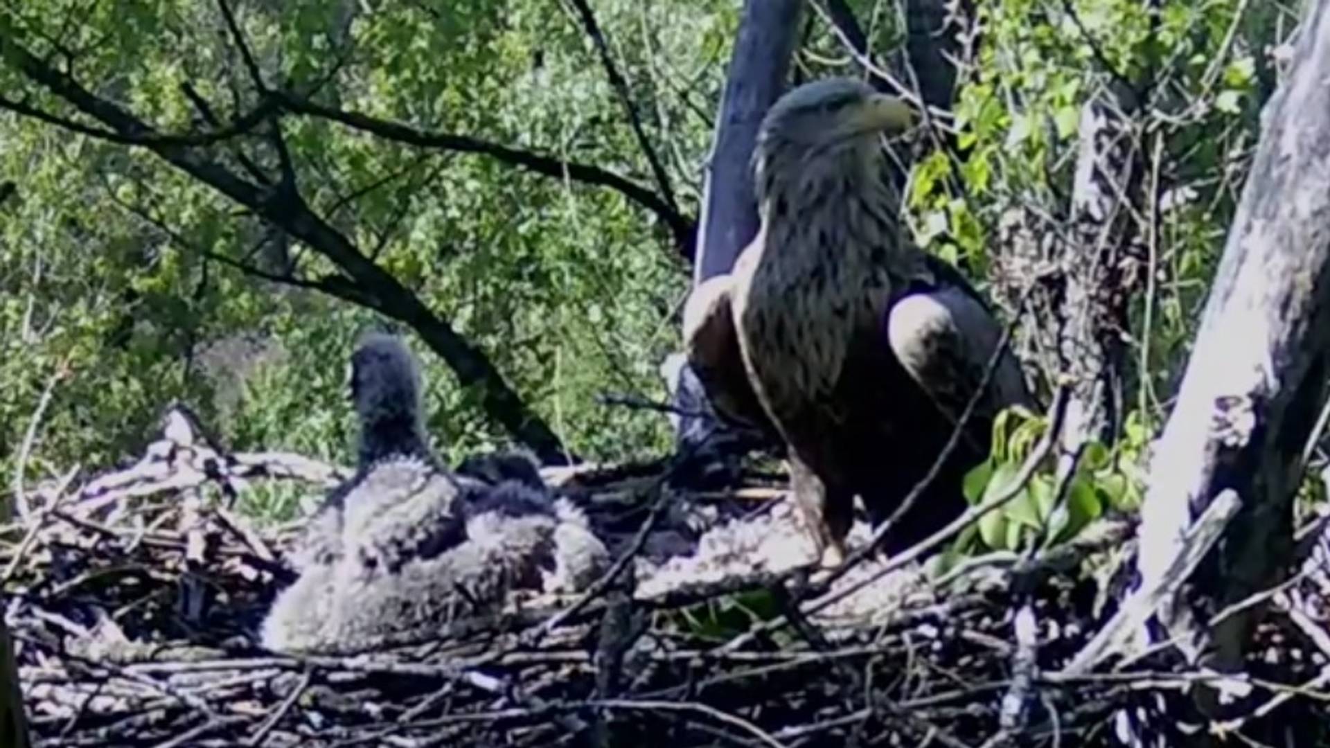 Beogradske orlove Radovana i Rumenku možete da pratite uživo na Jutjubu