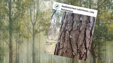 To "jeden z groźniejszych szkodników" w polskich lasach. Trudno go zauważyć [WIDEO]